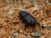Wooden Beetle!
